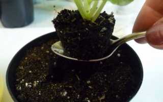 Заболевание мучнистая роса на фиалках