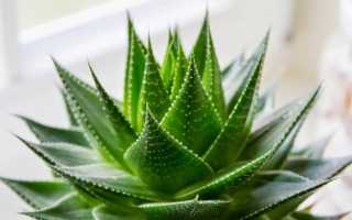 5 растений для обеззараживания воздуха в вашей квартире