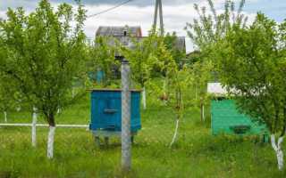 Открываем собственную пасеку: пчеловодство для начинающих