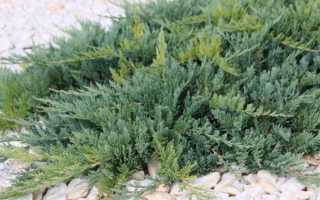 Можжевельник Блю Чип — уникальный чешуйчатый хвойник