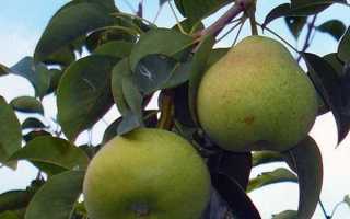 Груша Осенняя Яковлева: характеристика и описание