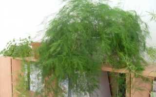 Аспарагус перистый:выращивание и уход в домашних условиях ,фото,видео