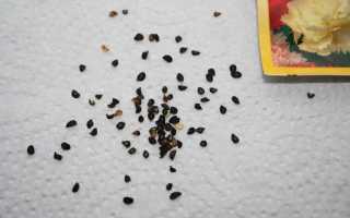 Калибрахоа: выращивание из семян в домашних условиях