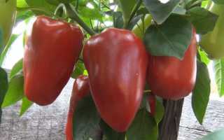 Перец виктория описание и характеристика сорта