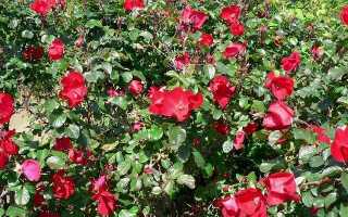 Роза робуста [описание и фото, посадка и уход]