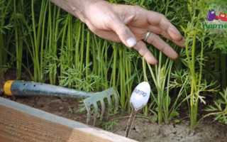 Морковь Тушон: характеристики, посадка, выращивание, уход, фото и отзывы