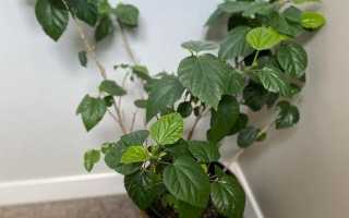 Почему гибискус не цветет, что делать, чтобы зацвел? Уход, болезни и вредители растения