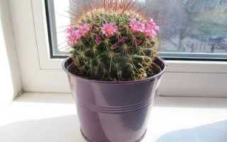 Подкормка кактусов и суккулентов в домашних условиях