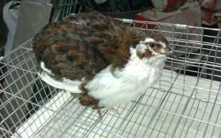 Перепела смокинговые описание