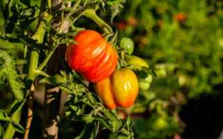 Томат Бизон чёрный — вкусный мясистый помидор для выращивания в закрытом грунте