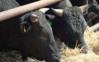 Нормы кормления и рационы для племенных быков