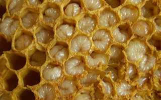 Трутневое молочко — лучшие способы применения для женщин, мужчин и детей