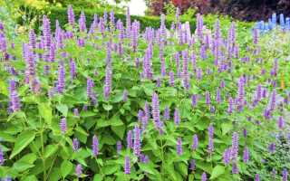 Лофант – активный медонос и пряность на вашем участке. Полезные свойства для организма