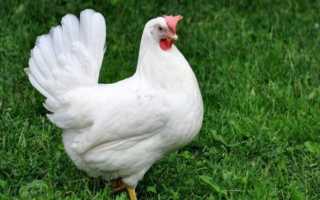 Порода кур белый Леггорн: описание, уход и кормление