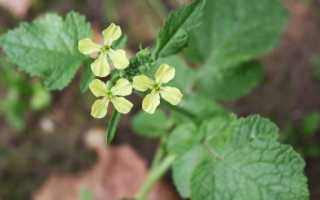 Редька дикая: описание, польза и вред, использование в народной медицине
