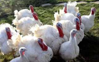 Индюки «Биг 6» – отличительные характеристики породы