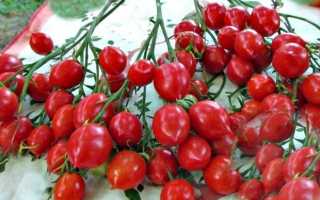 Томат Поцелуй герани (Geranium Kiss): характеристика и описание сорта Картофельный лист, отзывы об урожайности помидоров, видео и фото семян