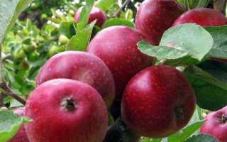 Яблоня коваленковское: позднелетний сорт со сладкими плодами