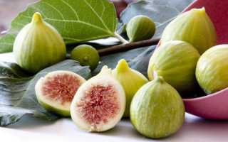 Нюансы выращивания инжира в комнатных условиях