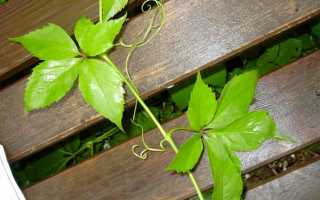 Ухаживаем за побегами дикого винограда на заборе правильно