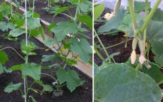 Пошаговое руководство формирования огурцов при выращивании в теплице: правила, преимущества процедуры, схемы для различных сортов