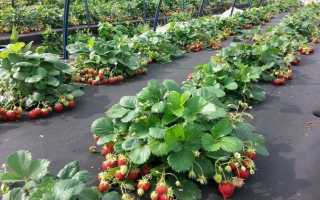 Как повысить урожайность клубники с 1 сотки в открытом грунте, в теплице за сезон 2020 года. Правильная организация посадки, советы