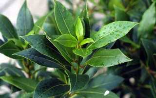 Лавровое дерево, выращивание в домашних условиях