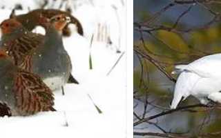 Как нарисовать белую куропатку карандашом. Серая куропатка: место обитания, описание и особенности