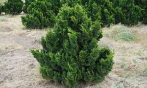 Кипарисовик горохоплодный: описание сорта, советы по уходу