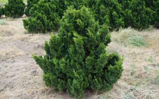 Кипарисовик горохоплодный: описание сорта, советы по уходу