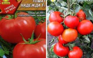 Фото, видео, отзывы, описание, характеристика, урожайность сорта томата «Надежда F1»