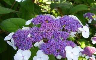 Гортензия шершавая макрофилла зимостойкость