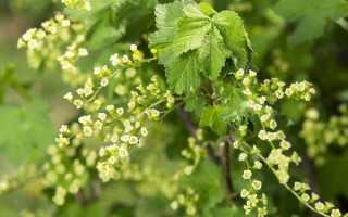 Смородина черная «Геркулес»