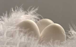 Яичный желток: состав, польза и противопоказания