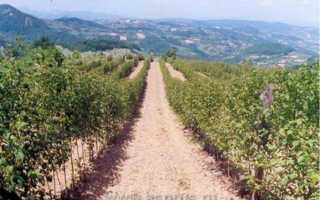 Почему на кустах чернеет калина. Как распознать болезни калины?