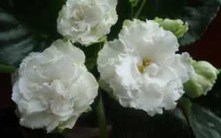 А у нее глаза зеленые…