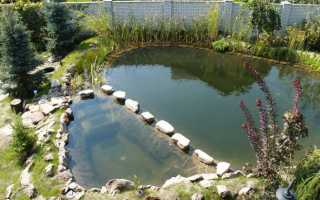 Рыбоводство как бизнес-идея. Организуем пруд для разведения рыбы