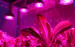 Азалия в домашних условиях Посадка и уход Размножение Выращивание из семян