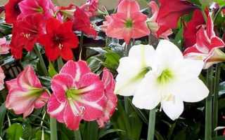 Что за цветок амариллис и что он означает?