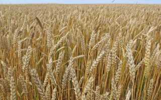 Особенности выращивания, ухода и сбора урожая яровой пшеницы