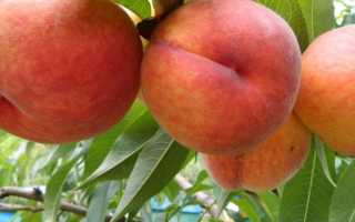 Персик фаворит мореттини описание сорта