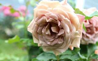 Koko Loko – пышная непрерывно цветущая роза