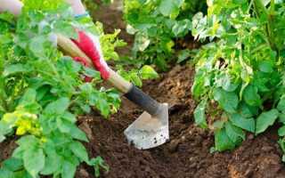 Когда и как правильно окучивать картофель, зачем и для чего это нужно?