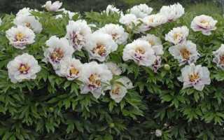 Пион ито гибрид джулия роуз: описание, отзывы, посадка и уход