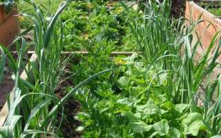 Преимущества посадки лука и моркови на одной грядке