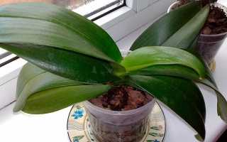 Почему у орхидеи не растут новые листья и что предпринять