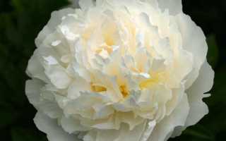 Какие бывают пионы: разбираемся в классификации