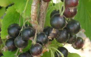 Валовая смородина – сорт, неприхотливый в уходе