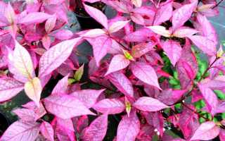 Альтернантера зубчатая — неприхотливая альтернатива колеусу