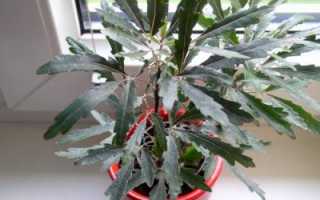 Цветок Дизиготека: уход в домашних условиях, фото и виды, размножение черенками и семенами